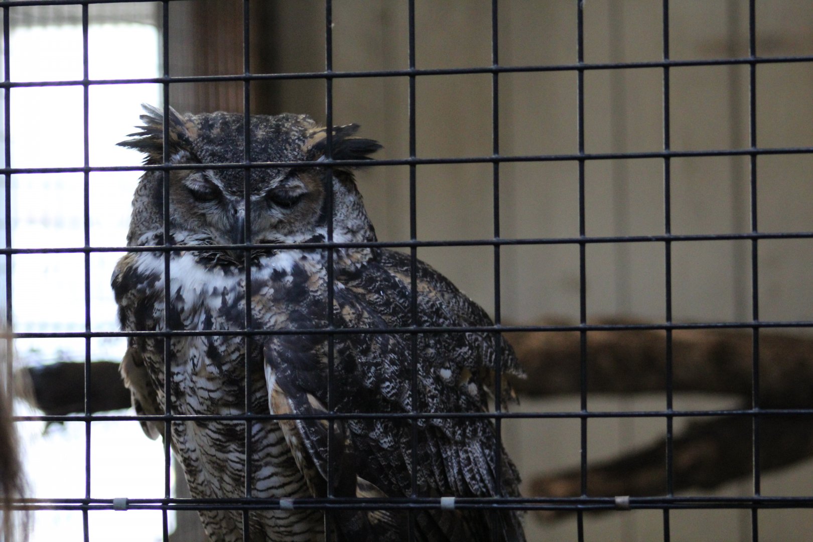 Great Horned Owl
