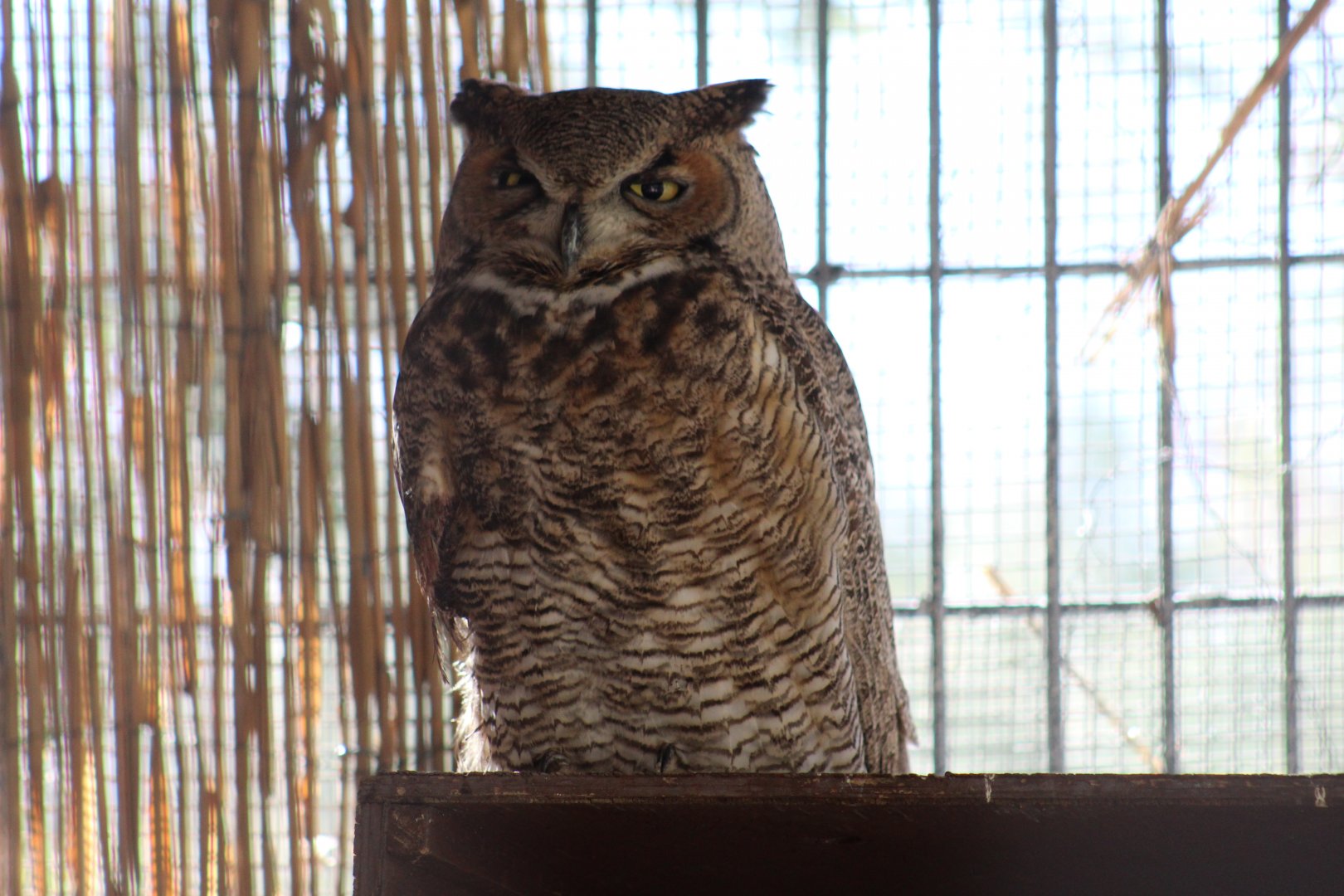 Great Horned Owl