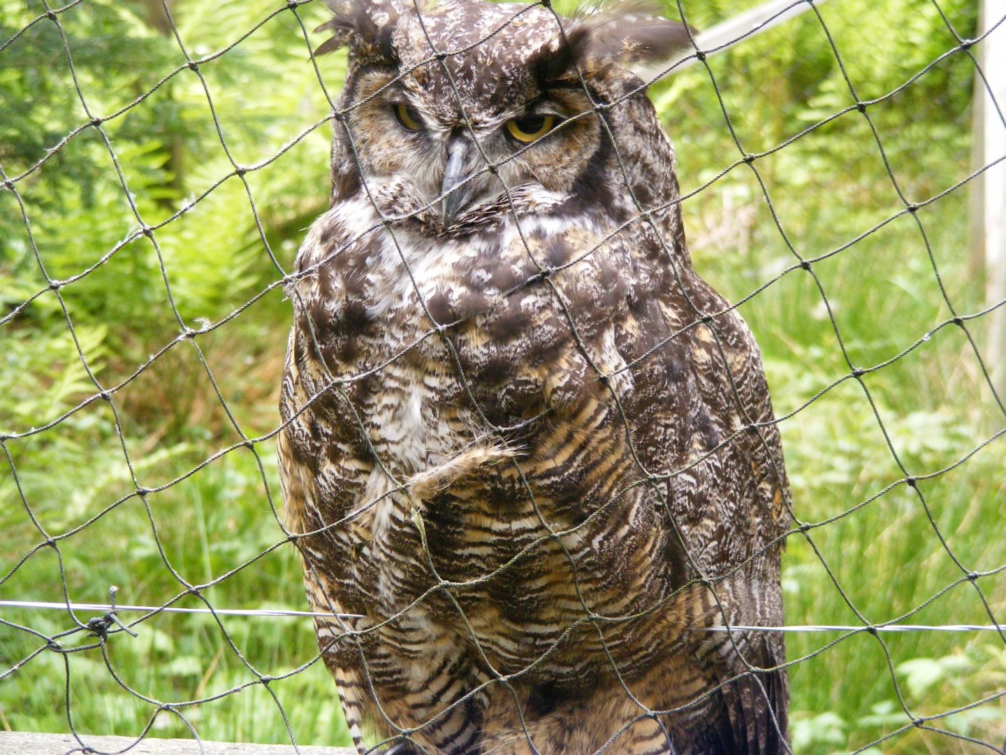 Great Horned Owl