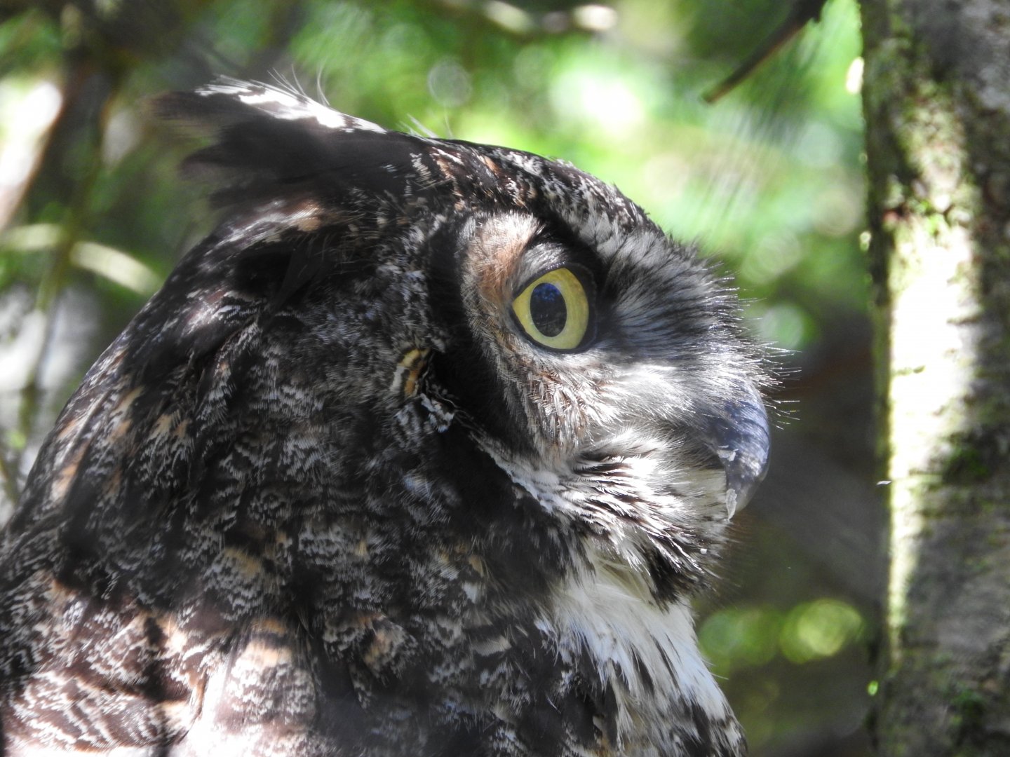 Great Horned Owl