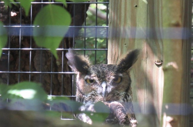 Great horned owl