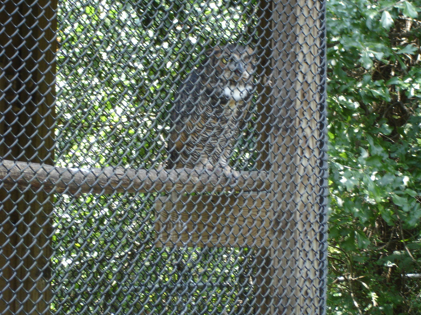 Great Horned Owl