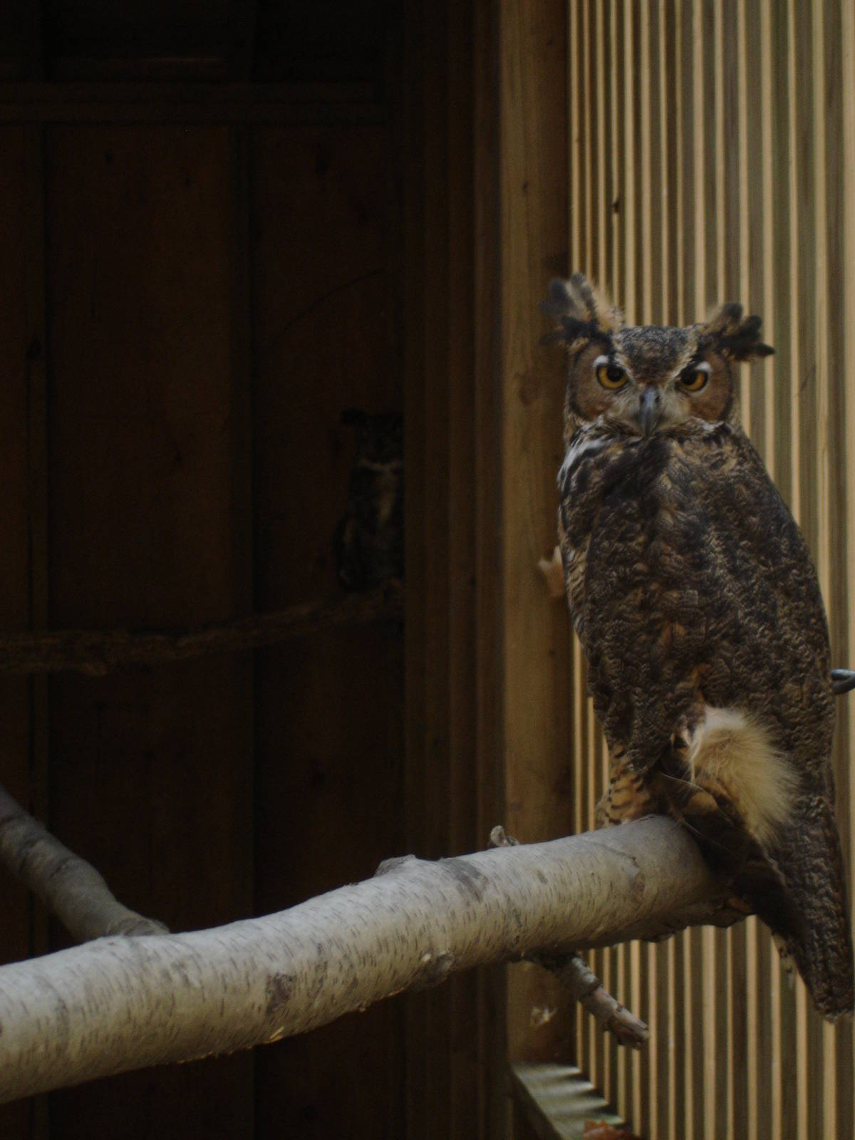 Great Horned Owl