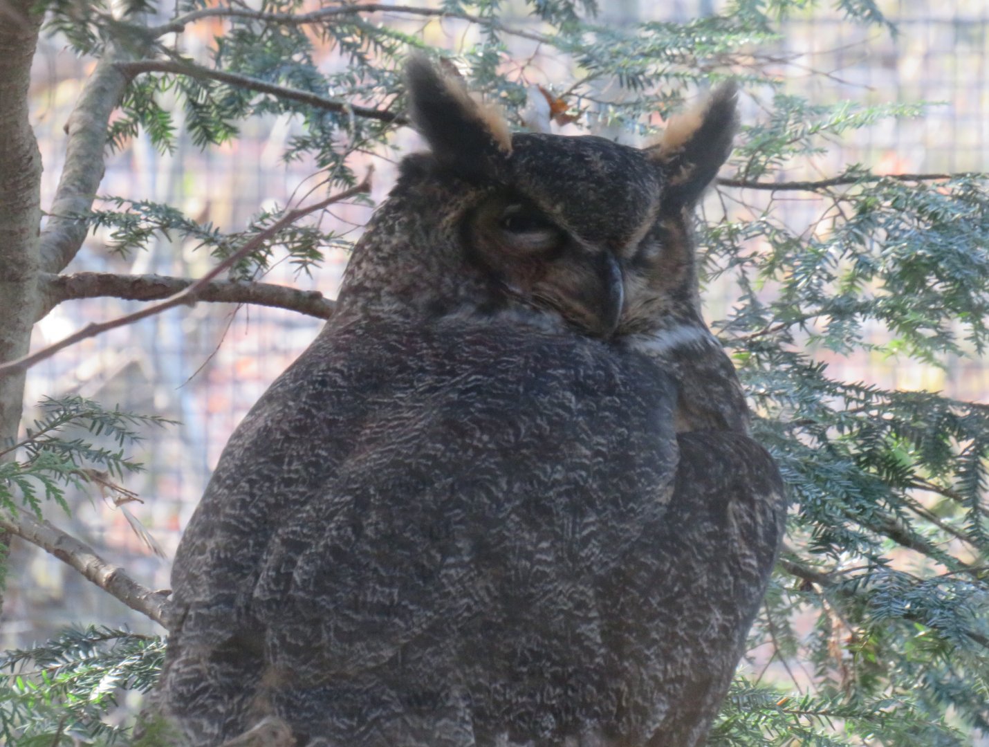 Great horned owl