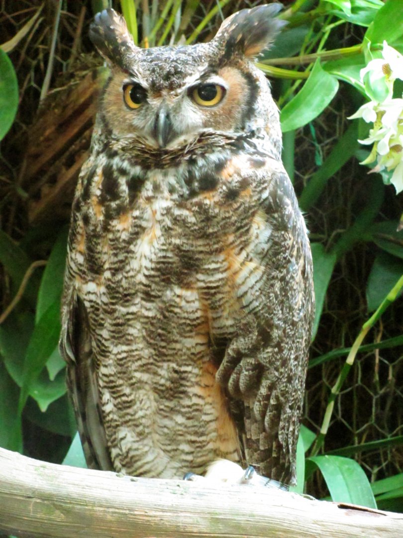 Great Horned Owl