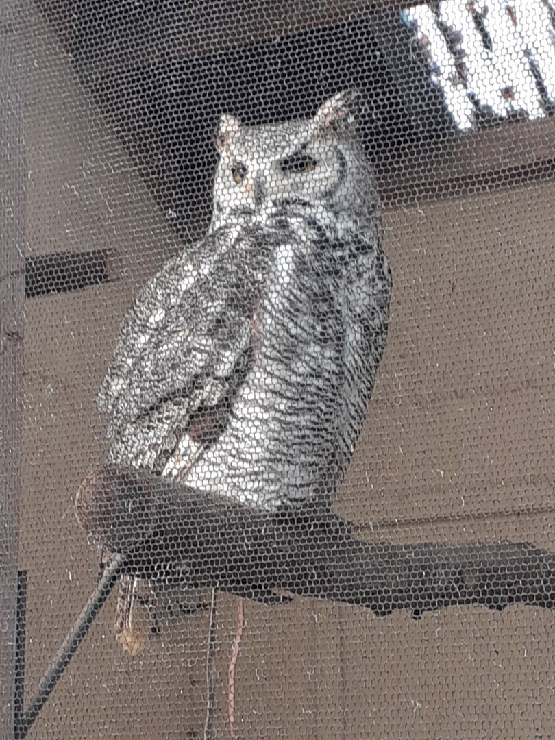Great horned owl