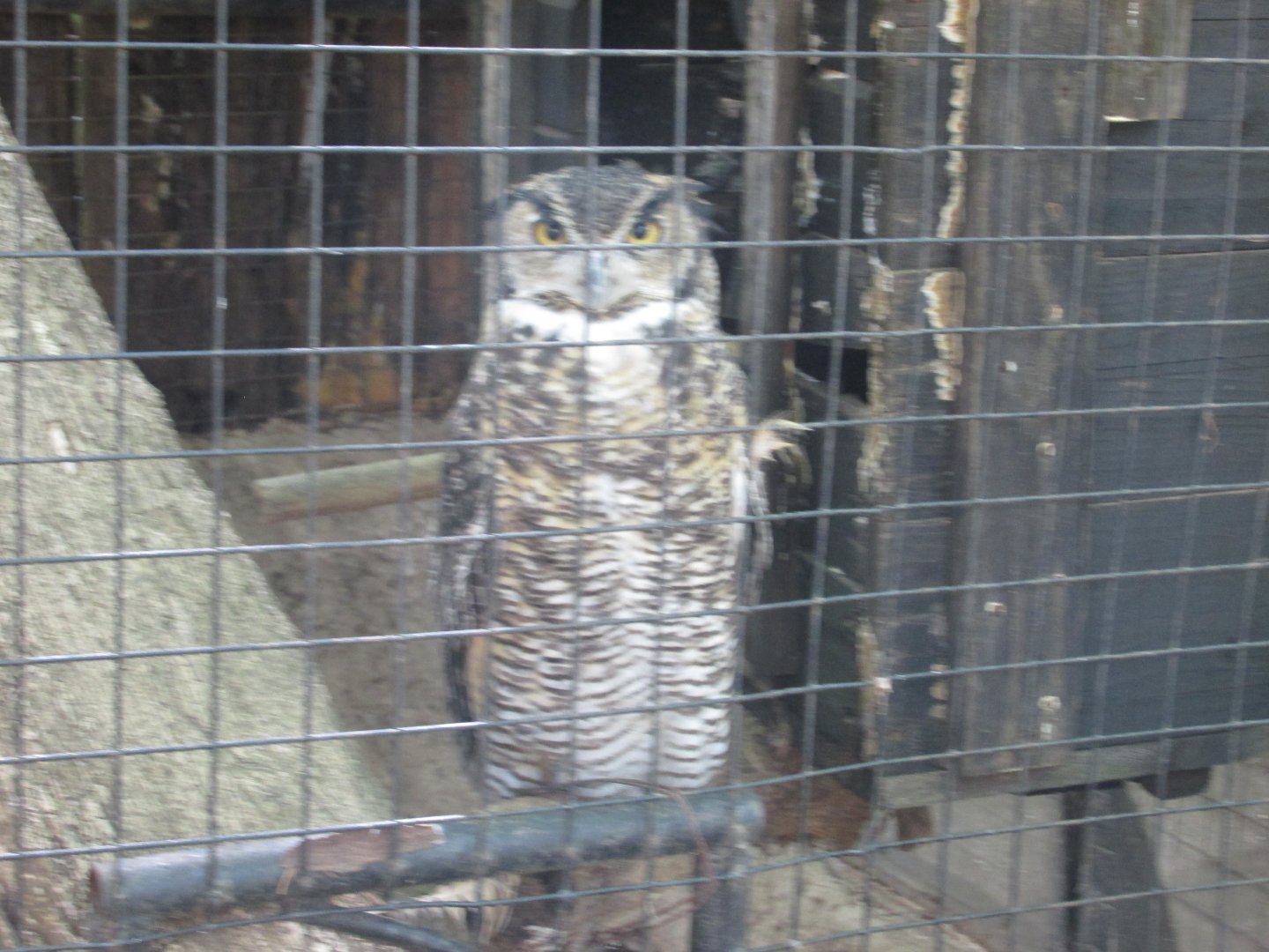 GREAT HORNED OWL