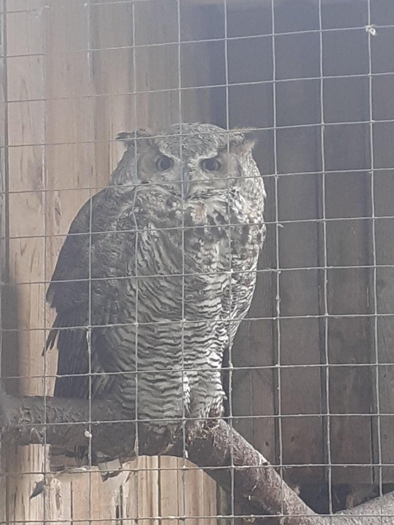 Great horned owl