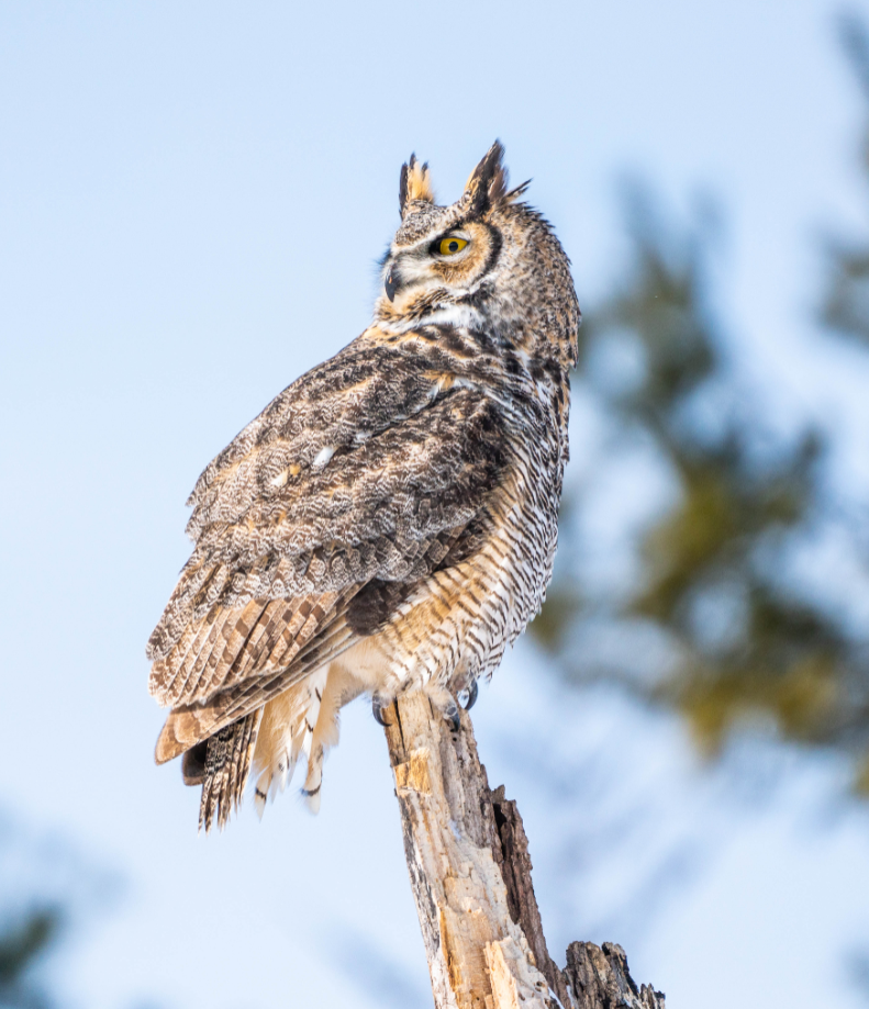 Great Horned Owl