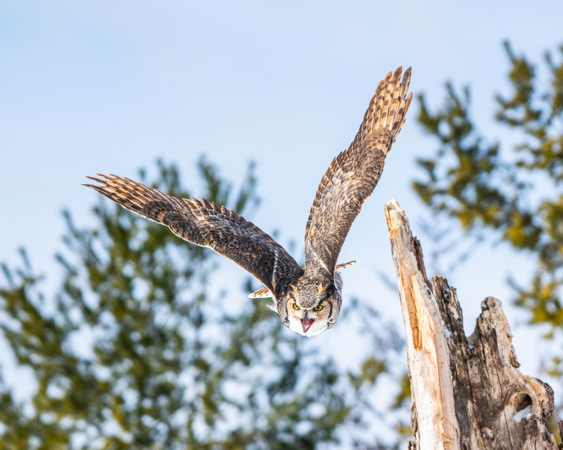 Great Horned Owl