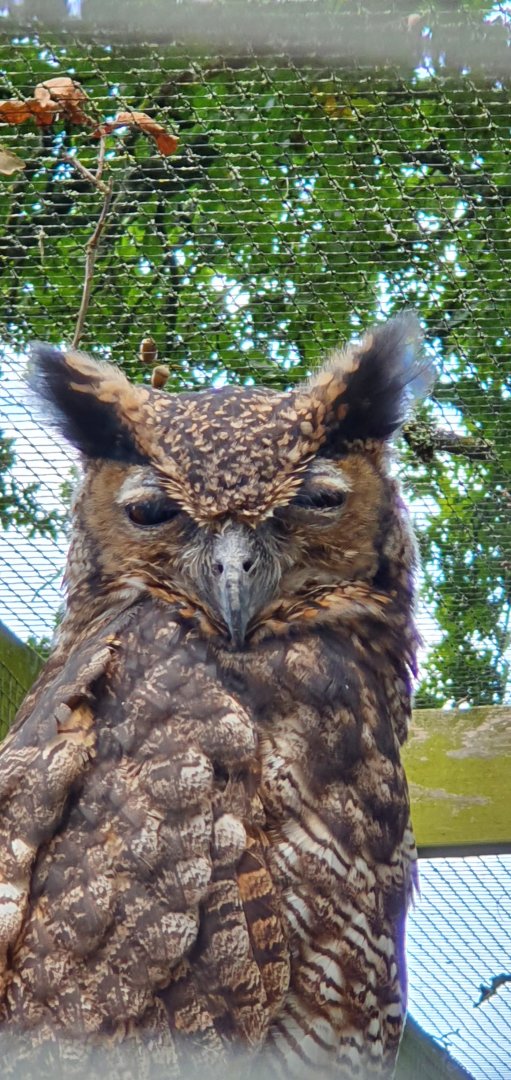 Great horned owl