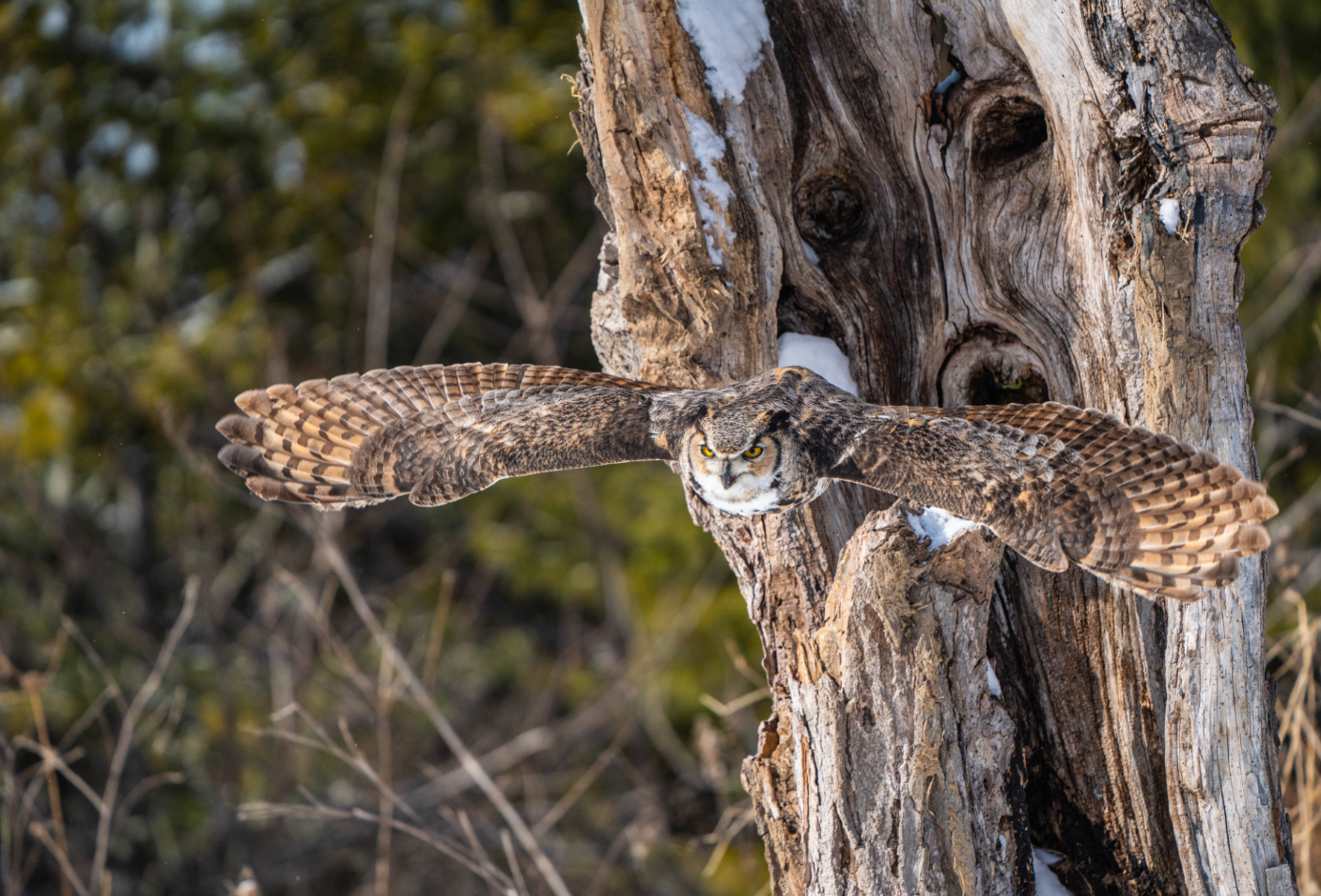 Great Horned Owl