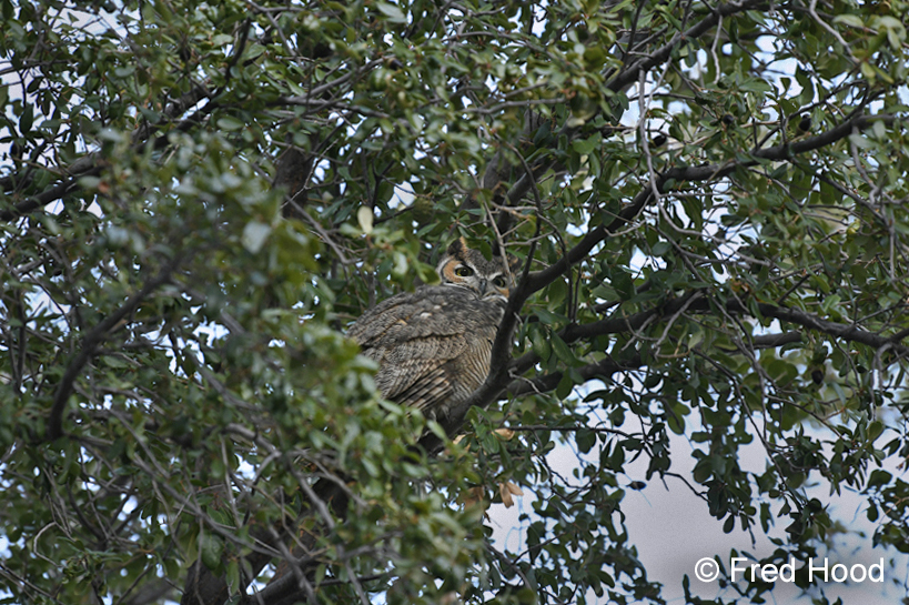 great horned owl