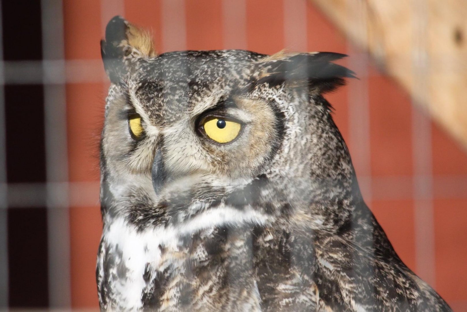 Great-horned Owl
