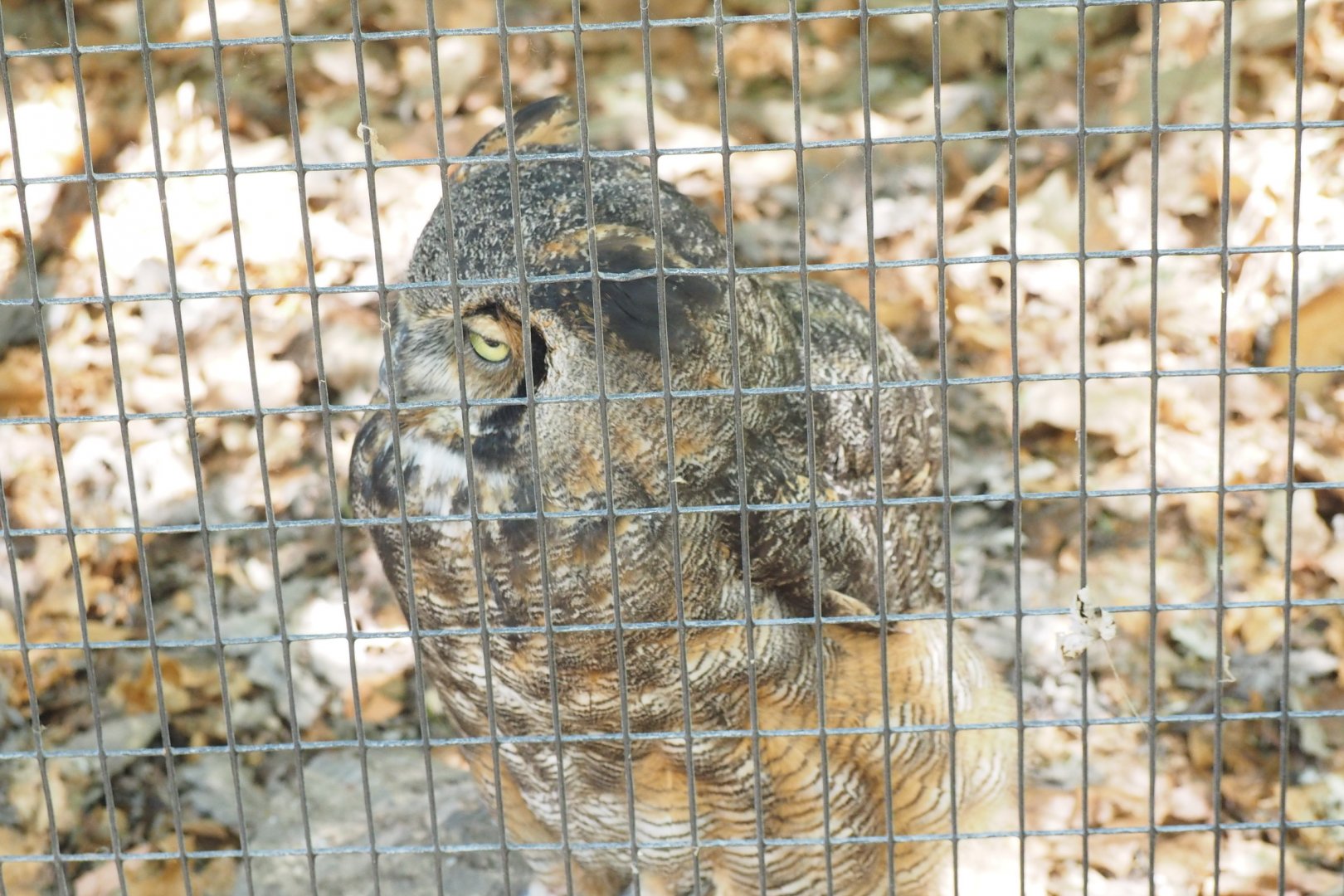 Great-Horned Owl