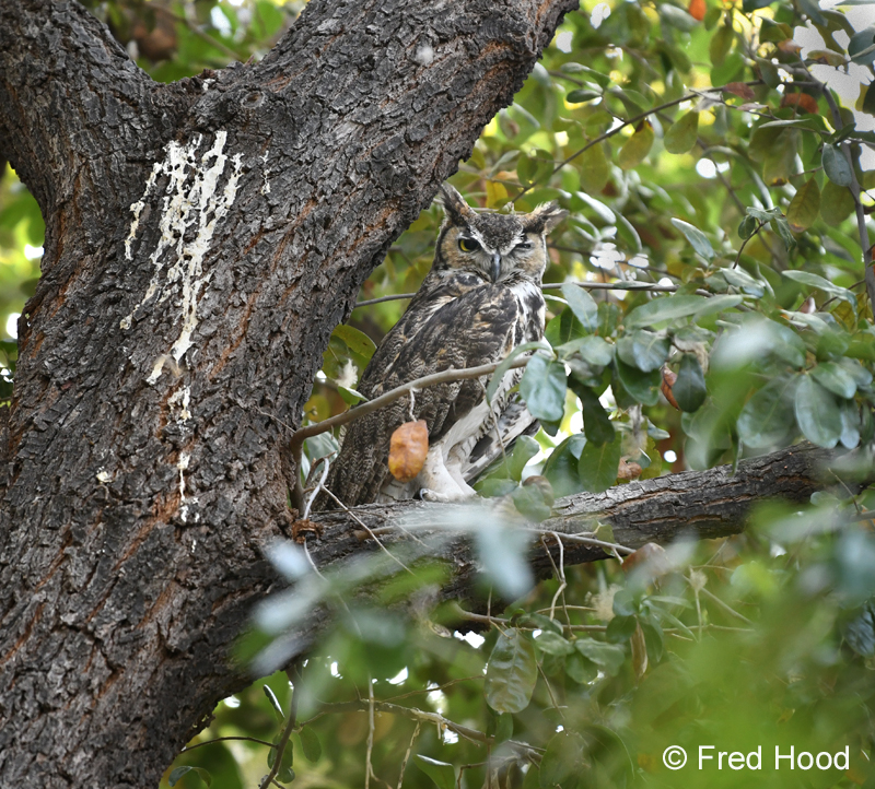 great horned owl