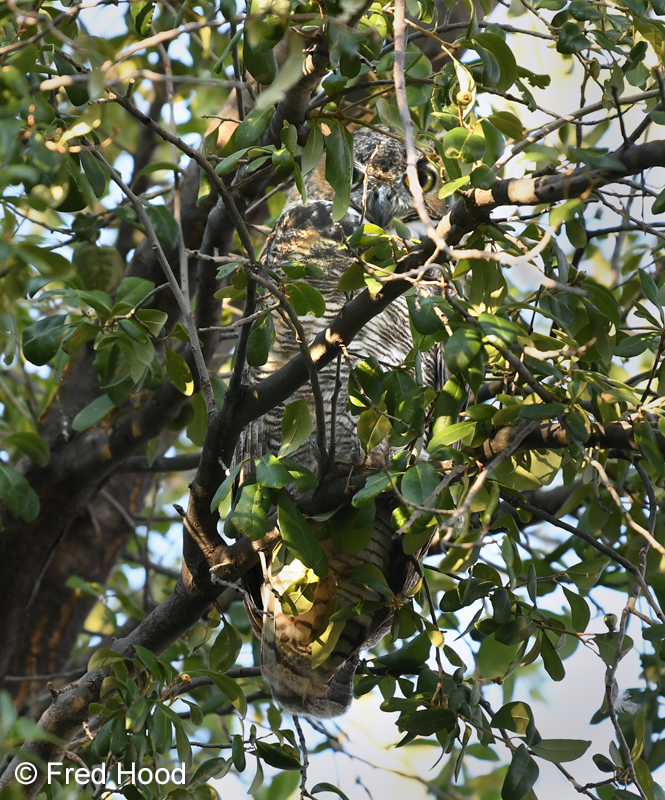 great horned owl