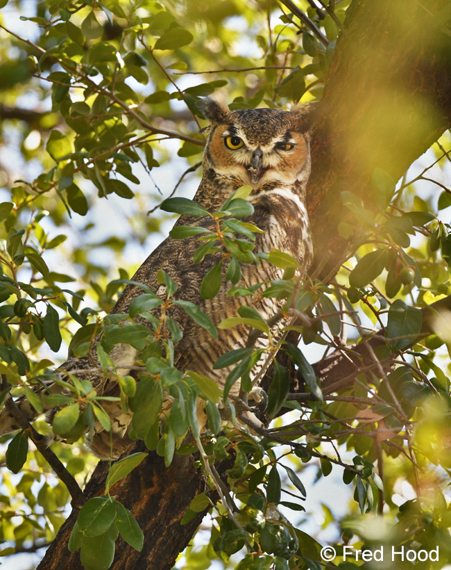 great horned owl