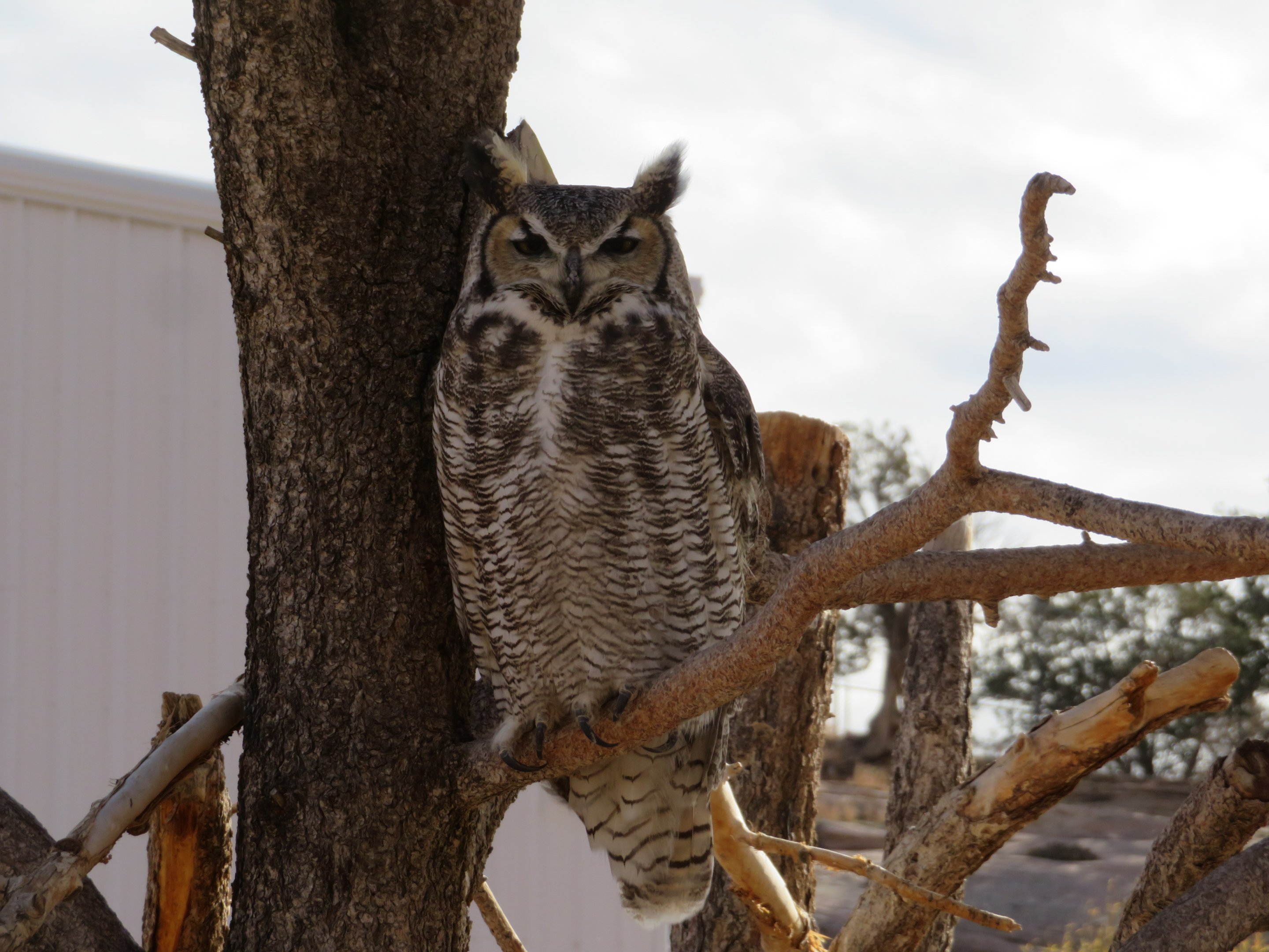Great Horned Owl