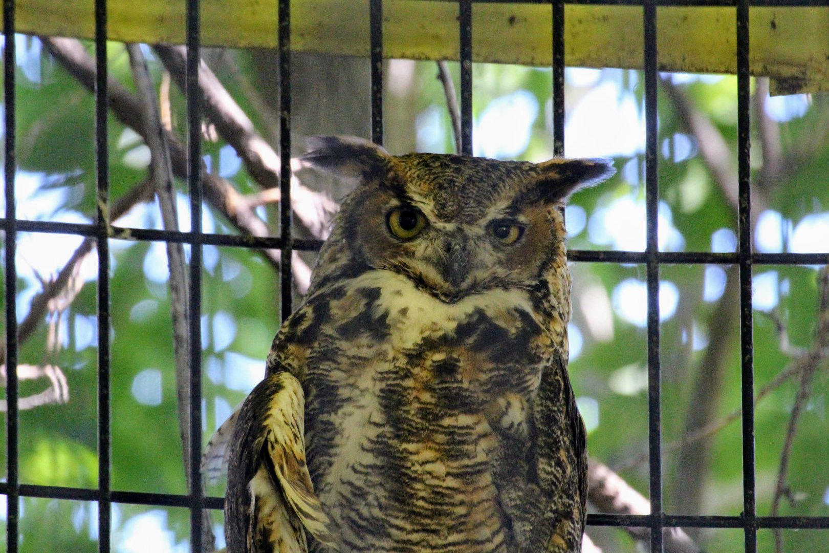 Great Horned Owl