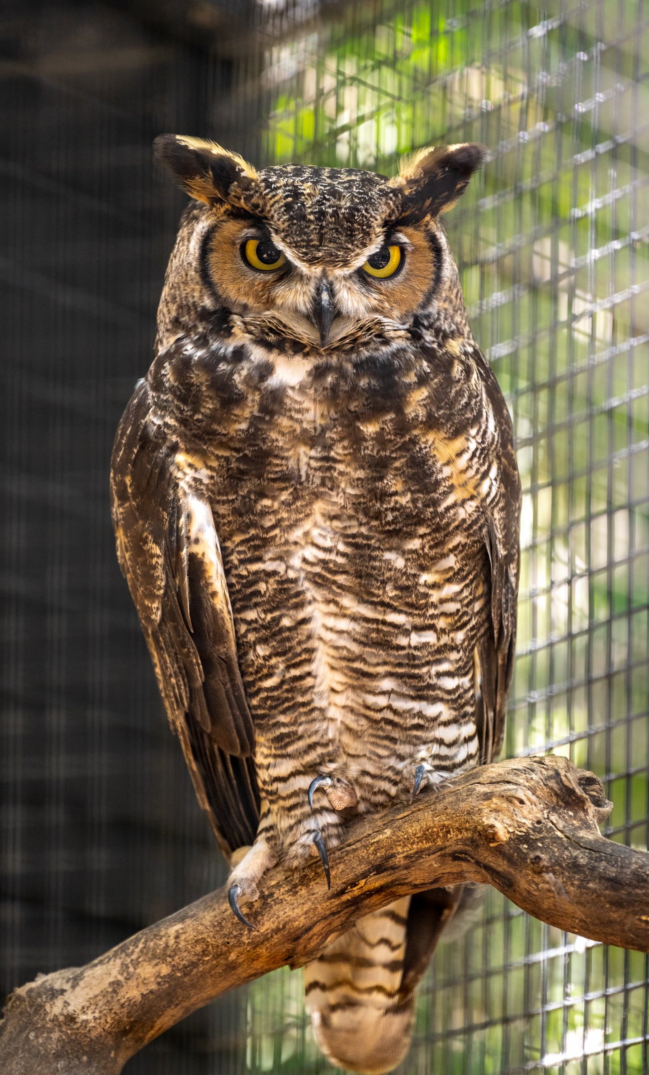 Great Horned Owl