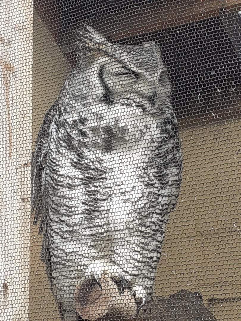 Great horned owl