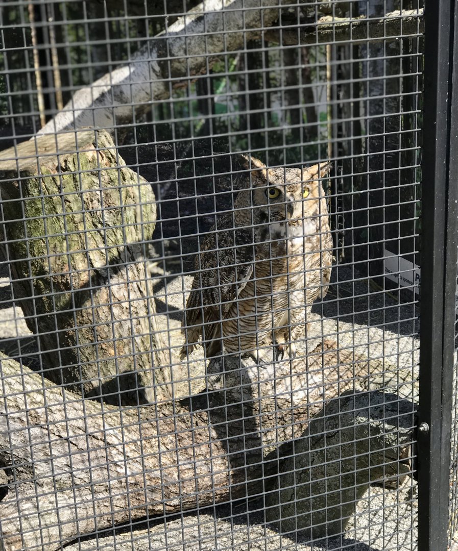 Great Horned Owl
