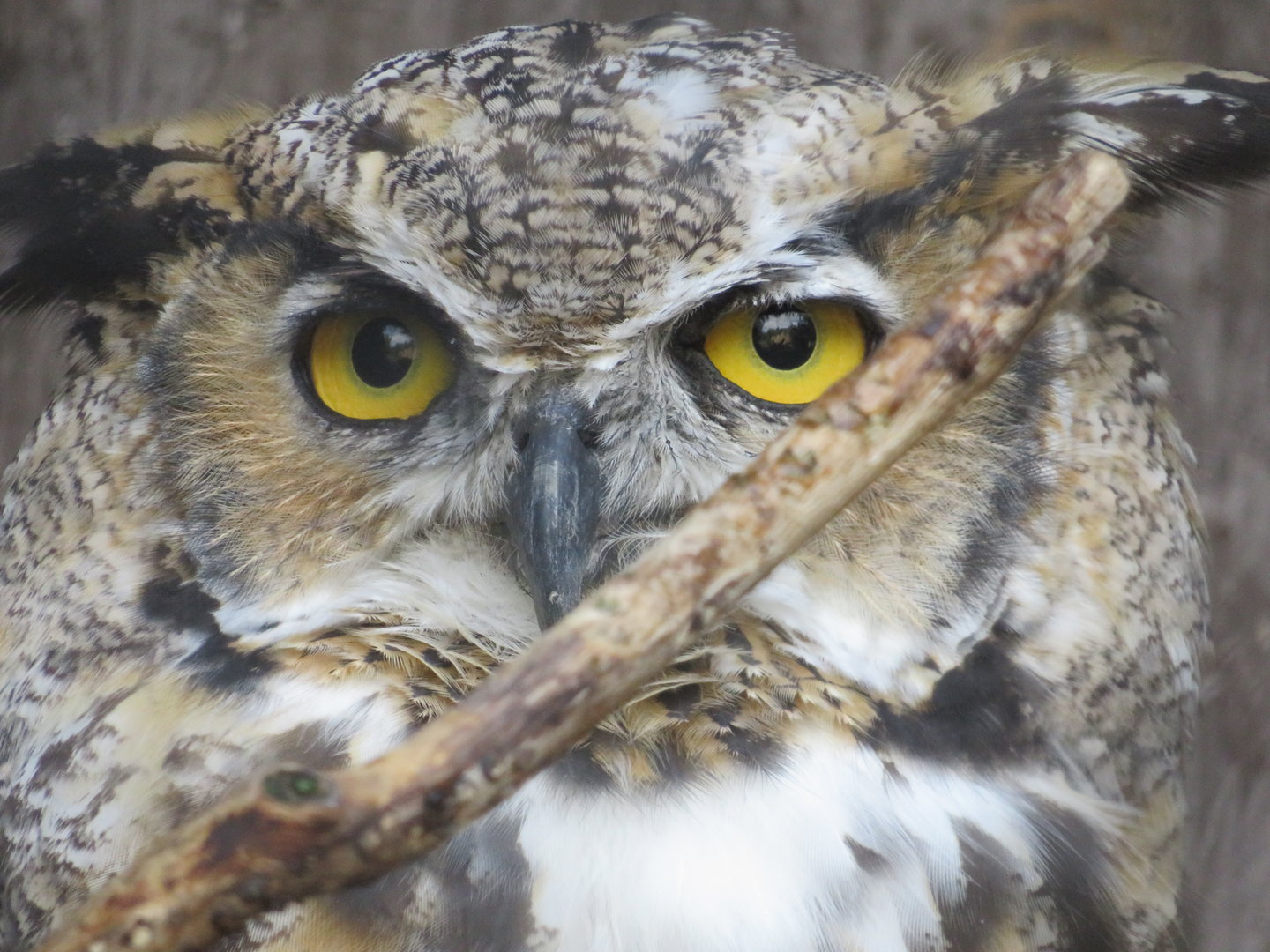 Great-horned Owl