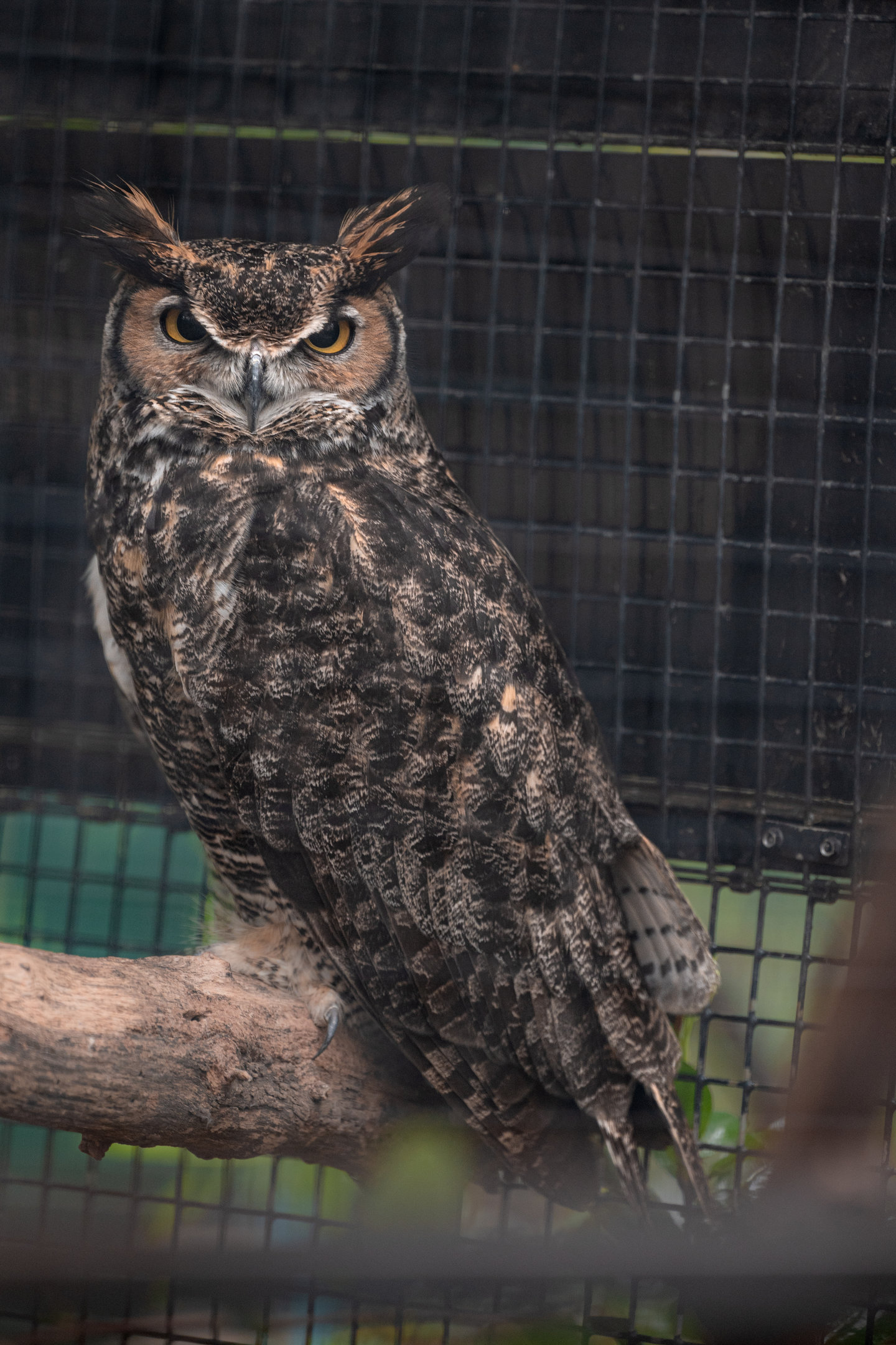 Great Horned Owl