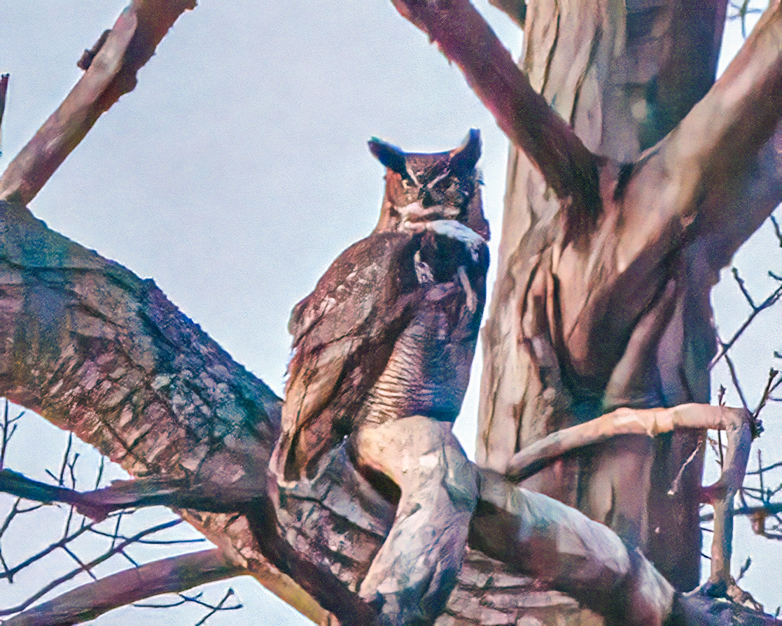 Great Horned Owl