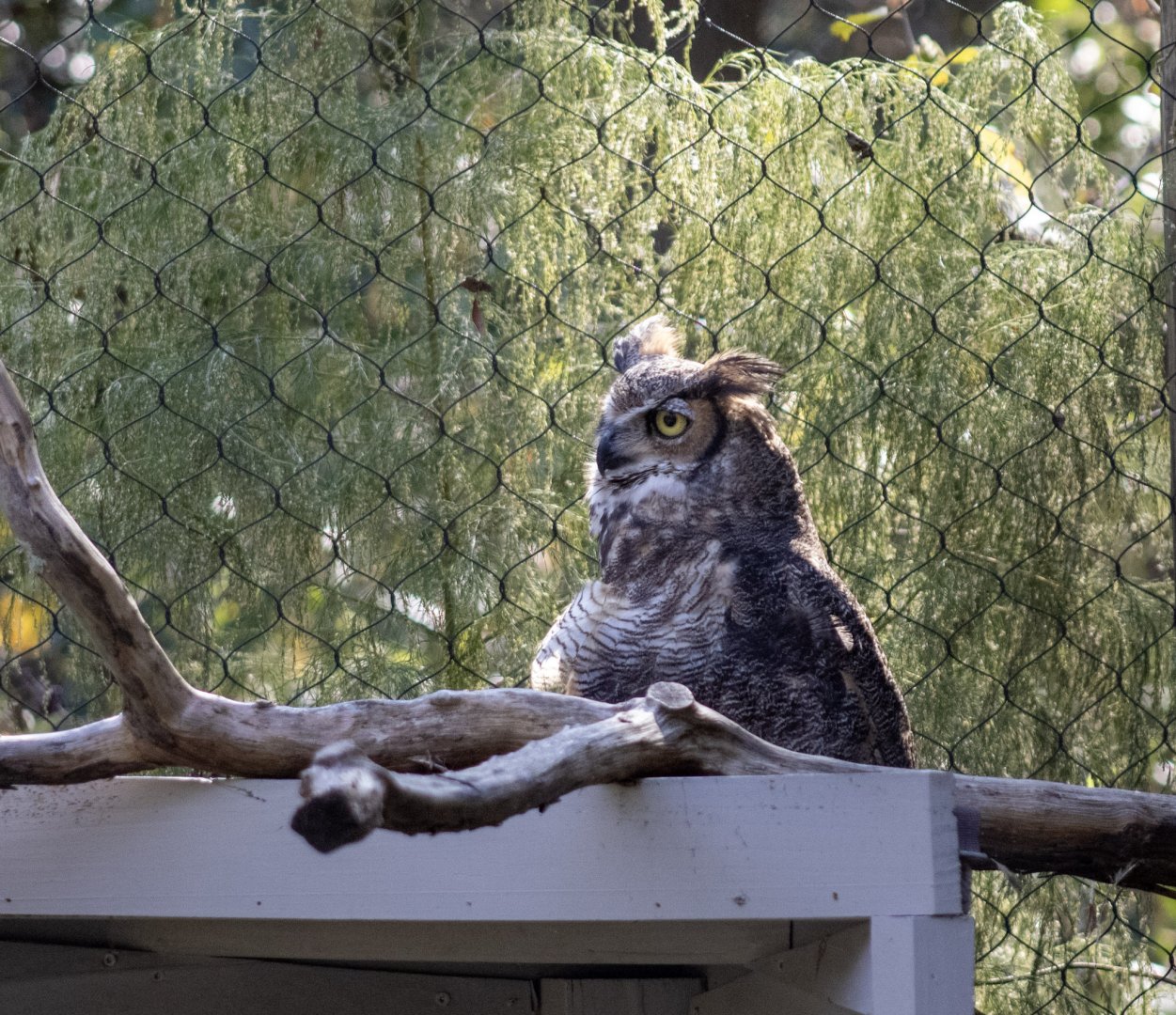 Great-horned Owl