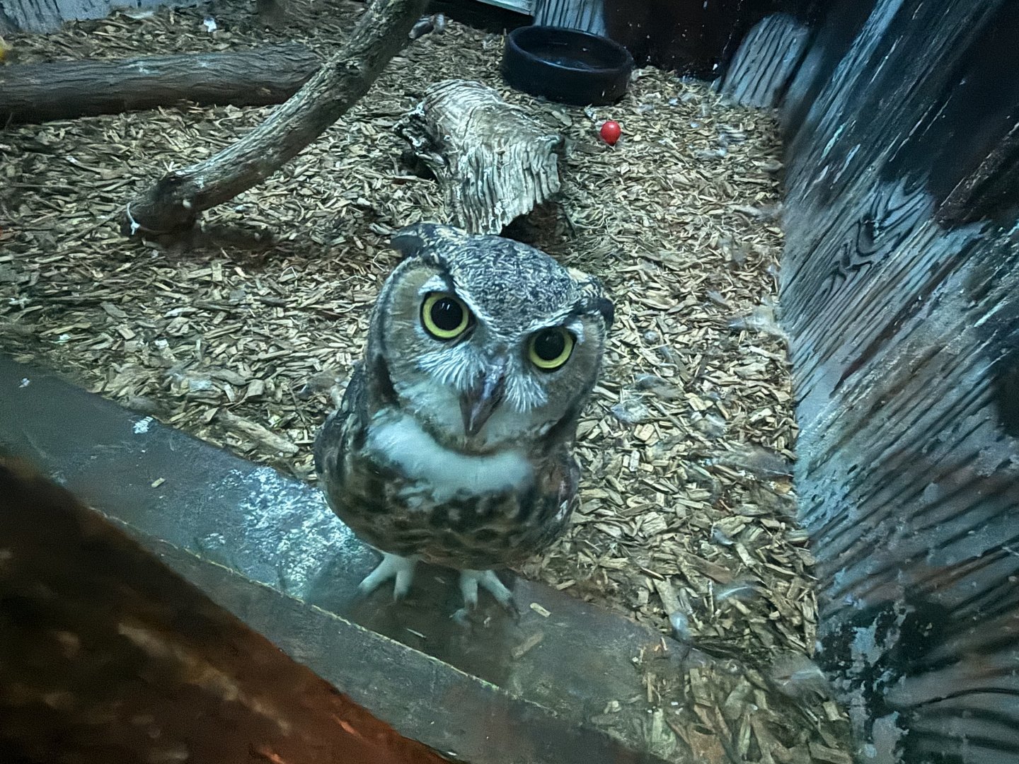 Great Horned Owl