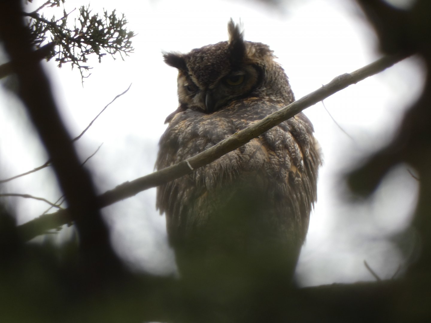 Great horned owl