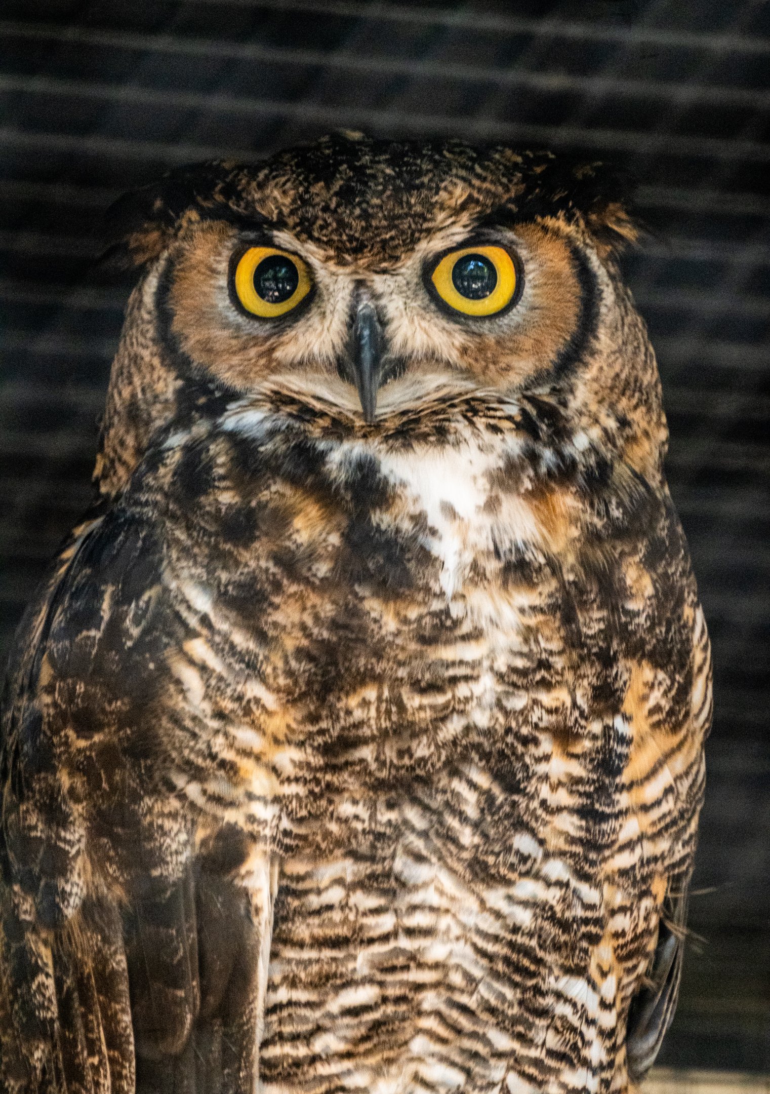 Great Horned Owl