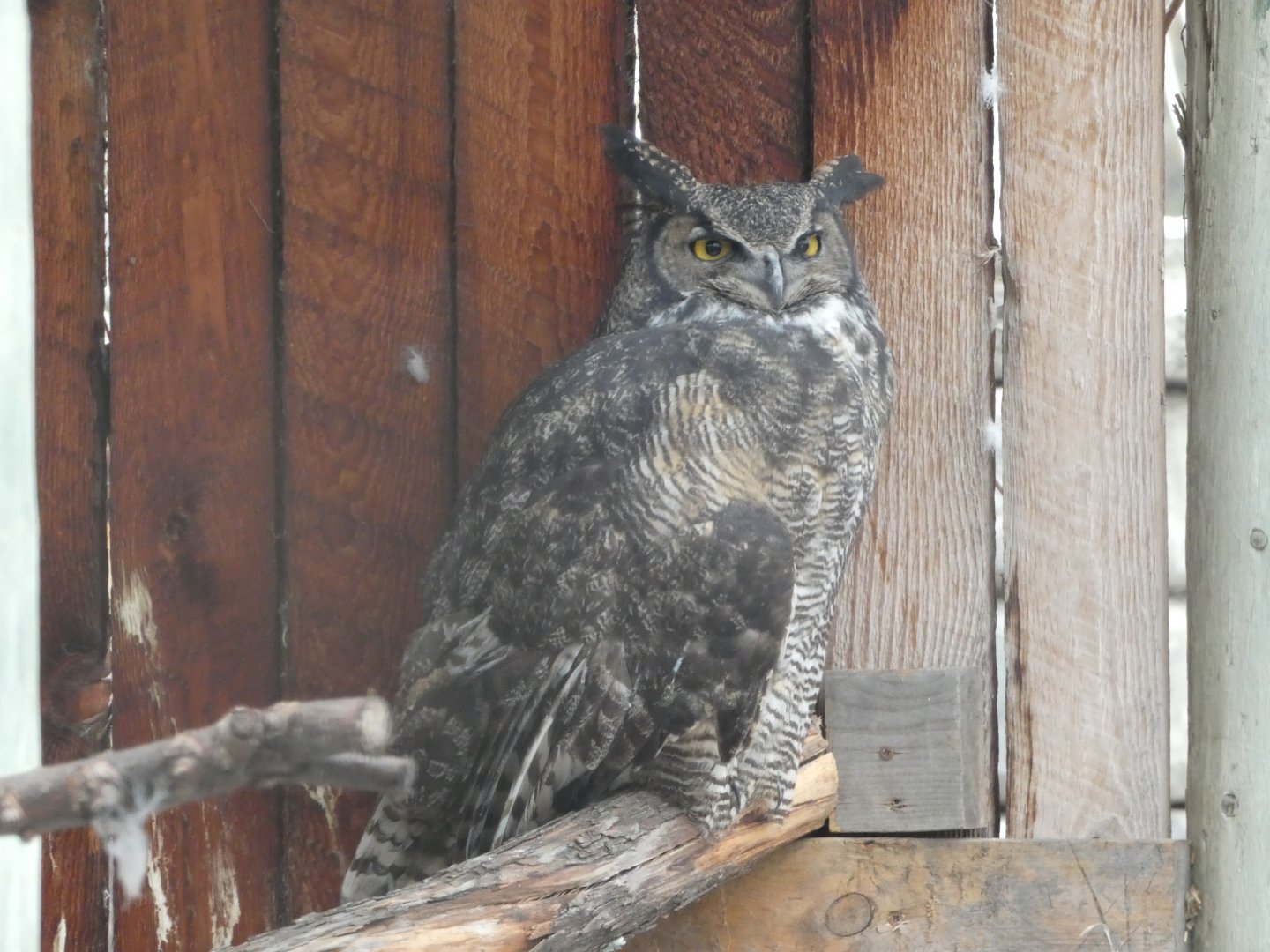 Great horned owl