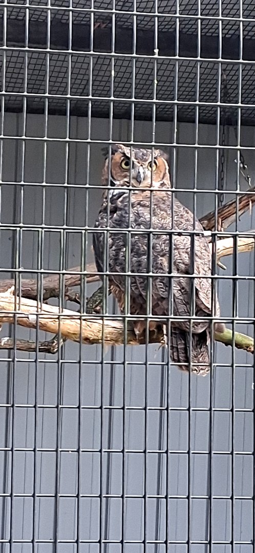 Great horned owl