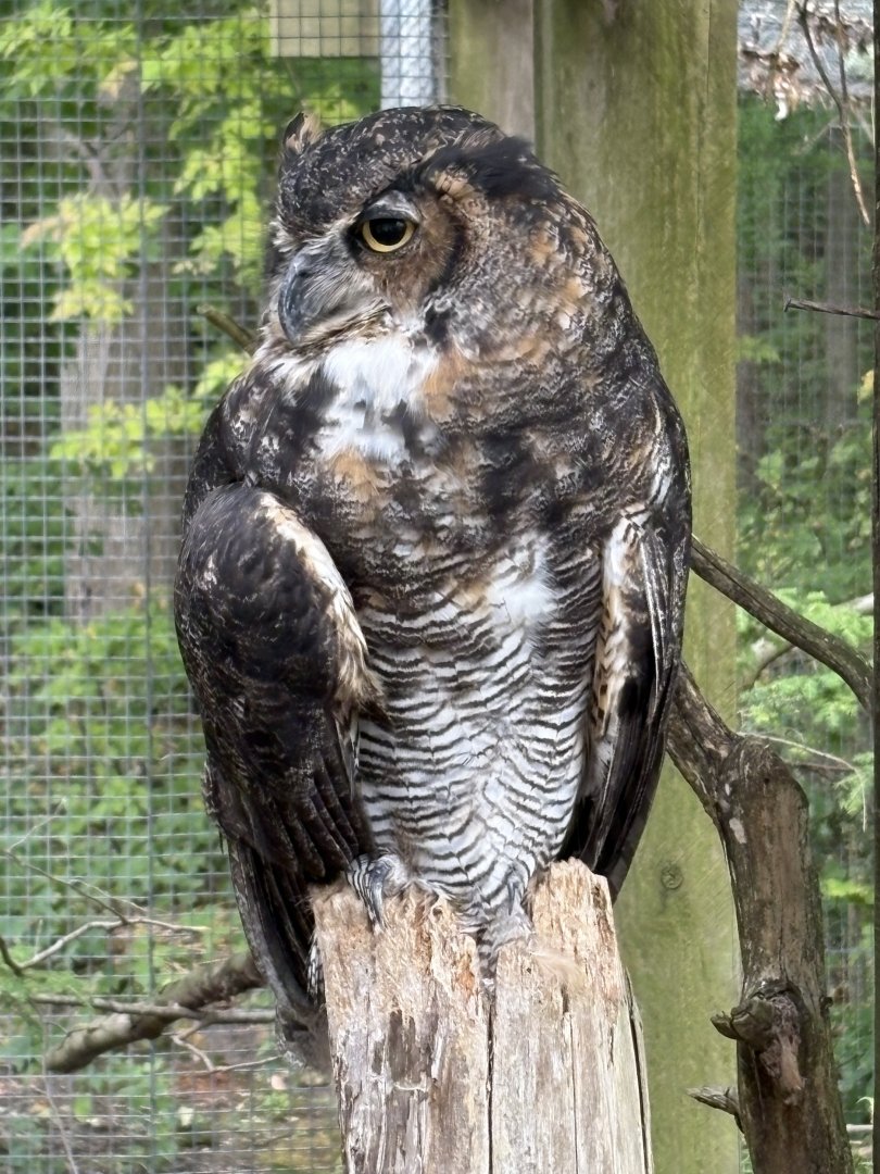 Great Horned Owl
