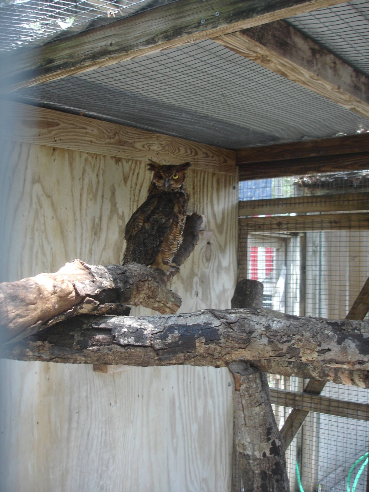 Great Horned Owl