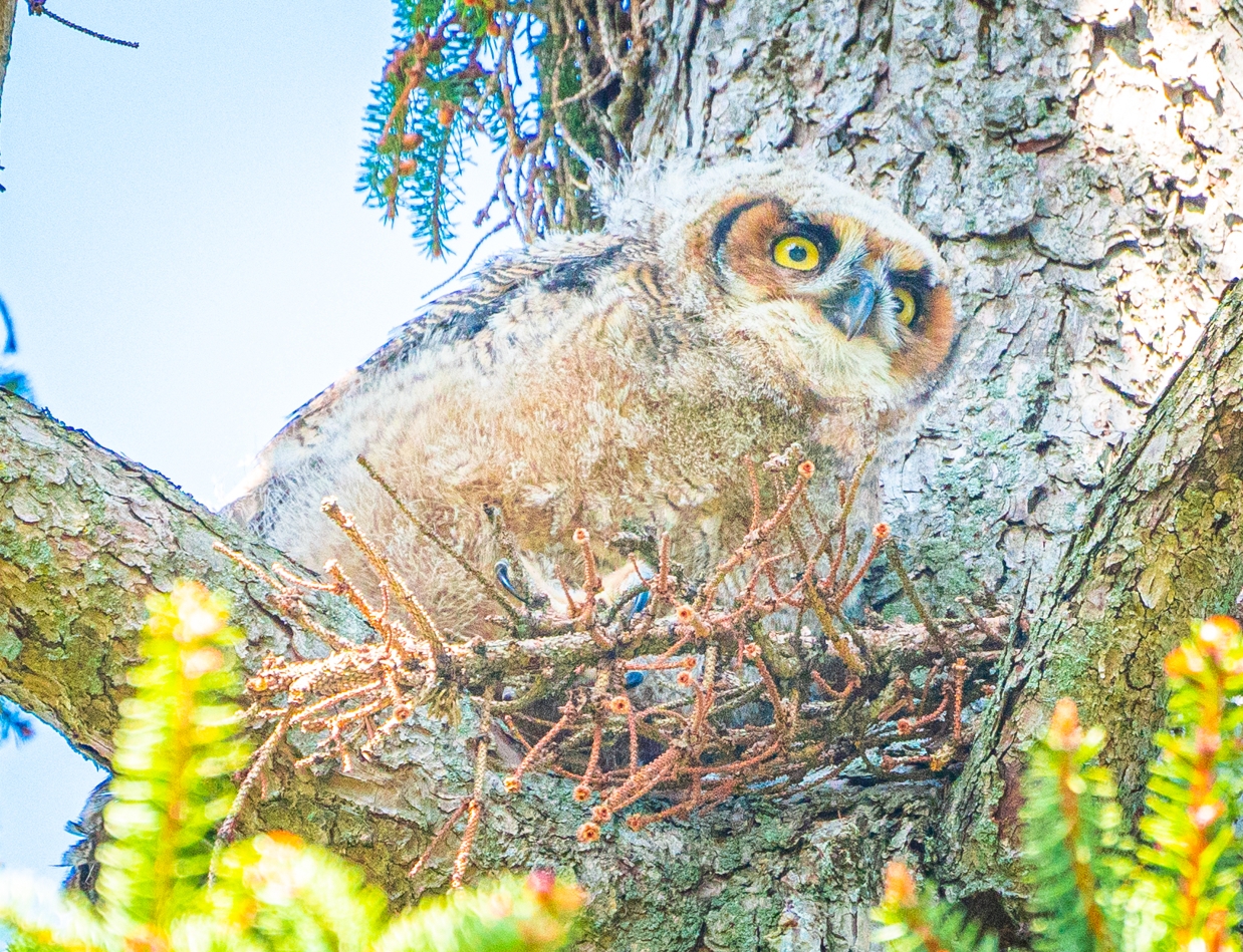 Great-horned Owlet
