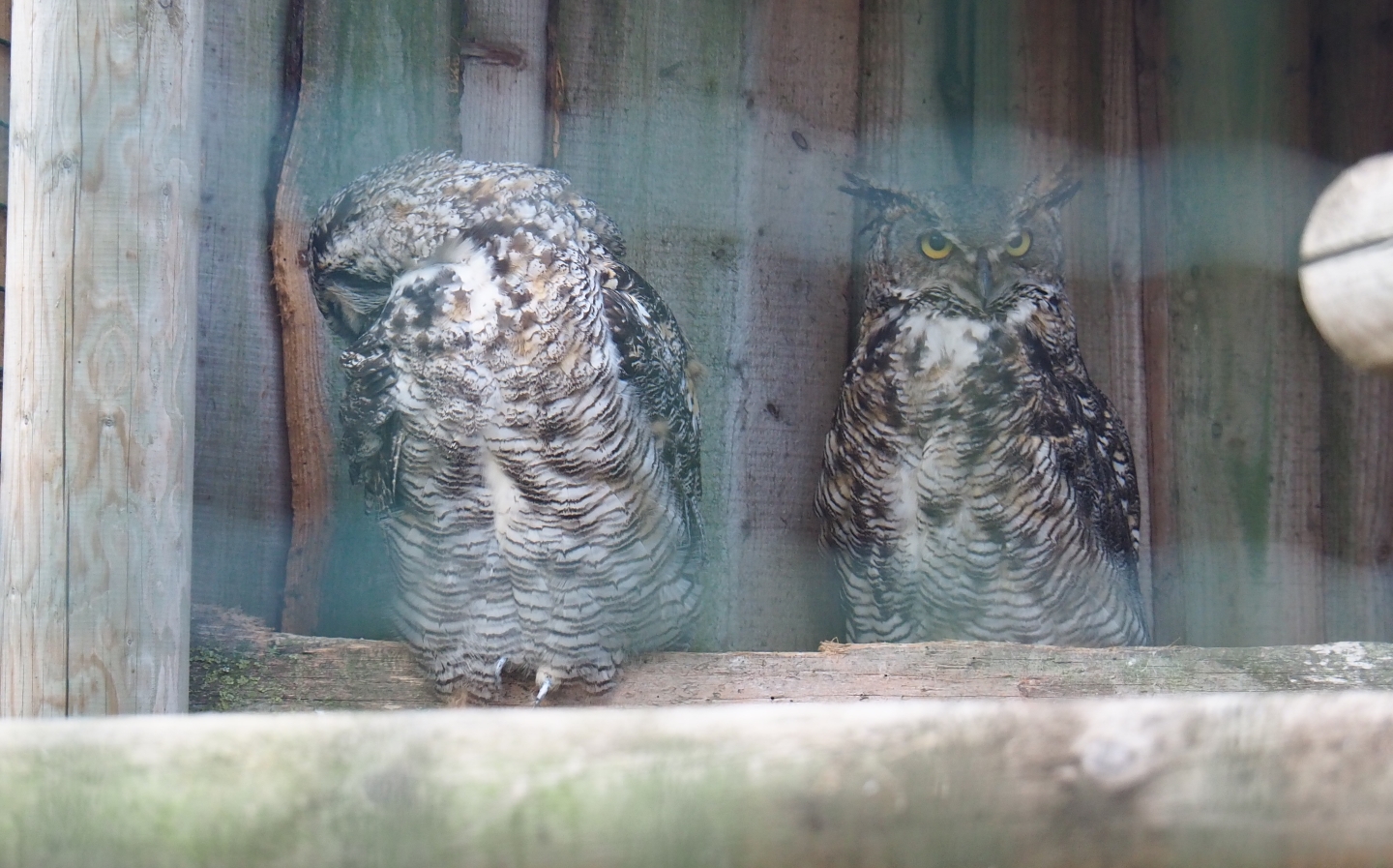 Great horned owls (Bubo virginianus)