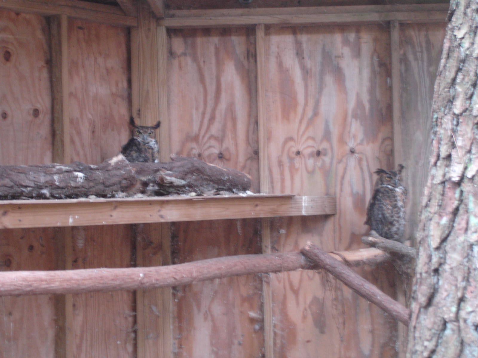 Great Horned Owls