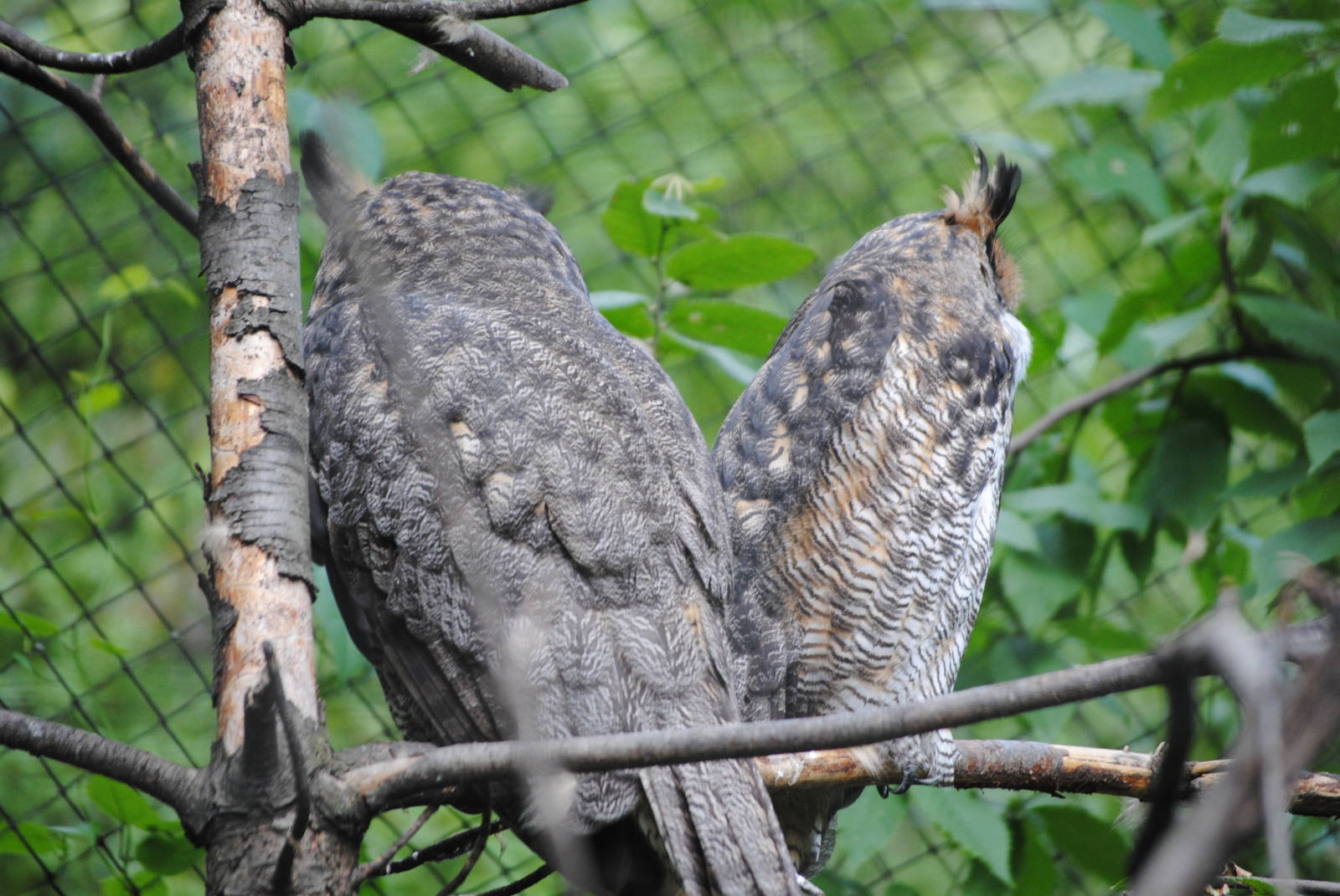 Great Horned Owls