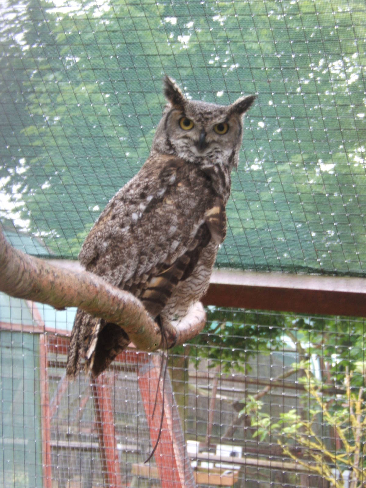 Great Horned x African Spotted Owl hybrid