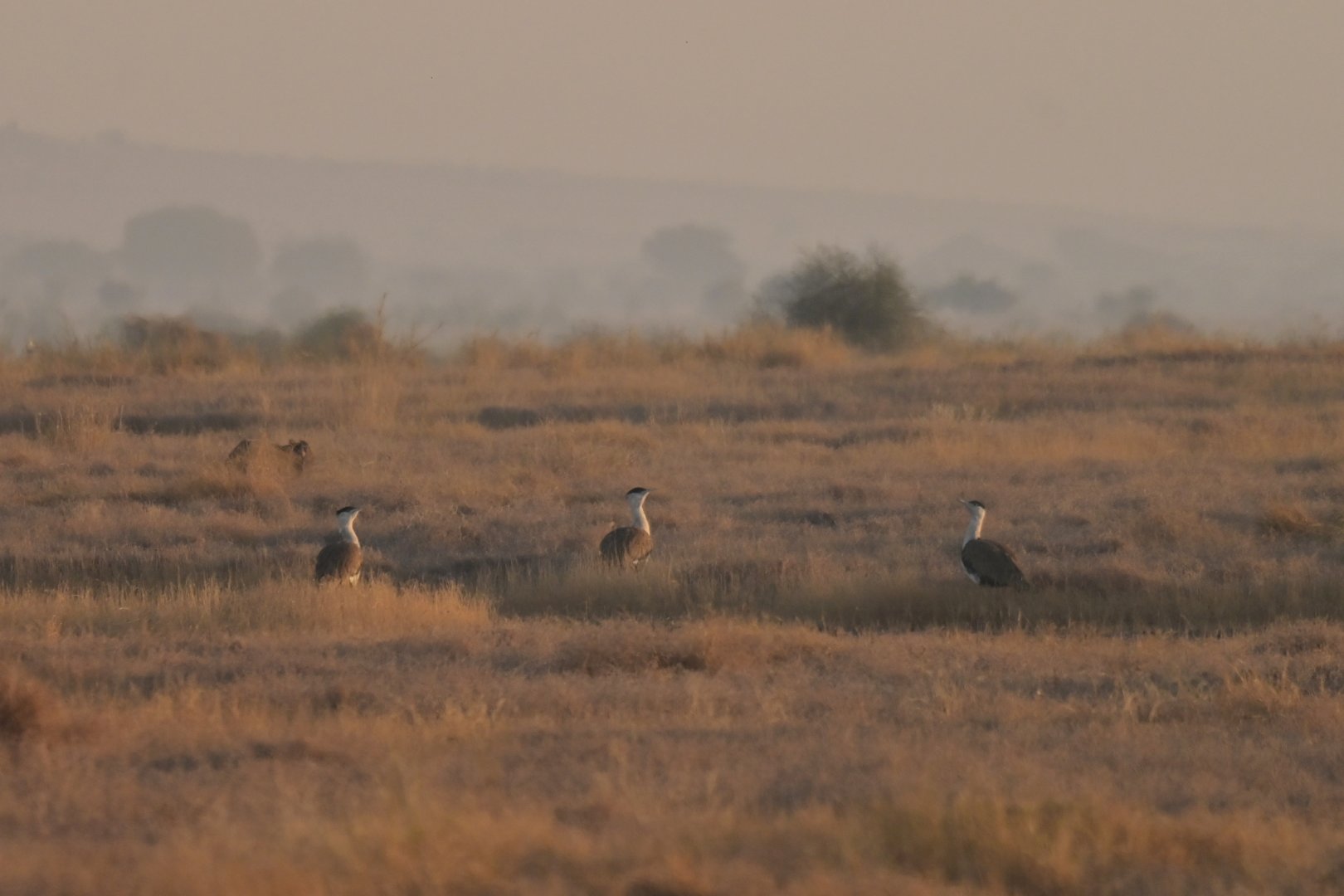 Great Indian Bustard Ardeotis nigriceps