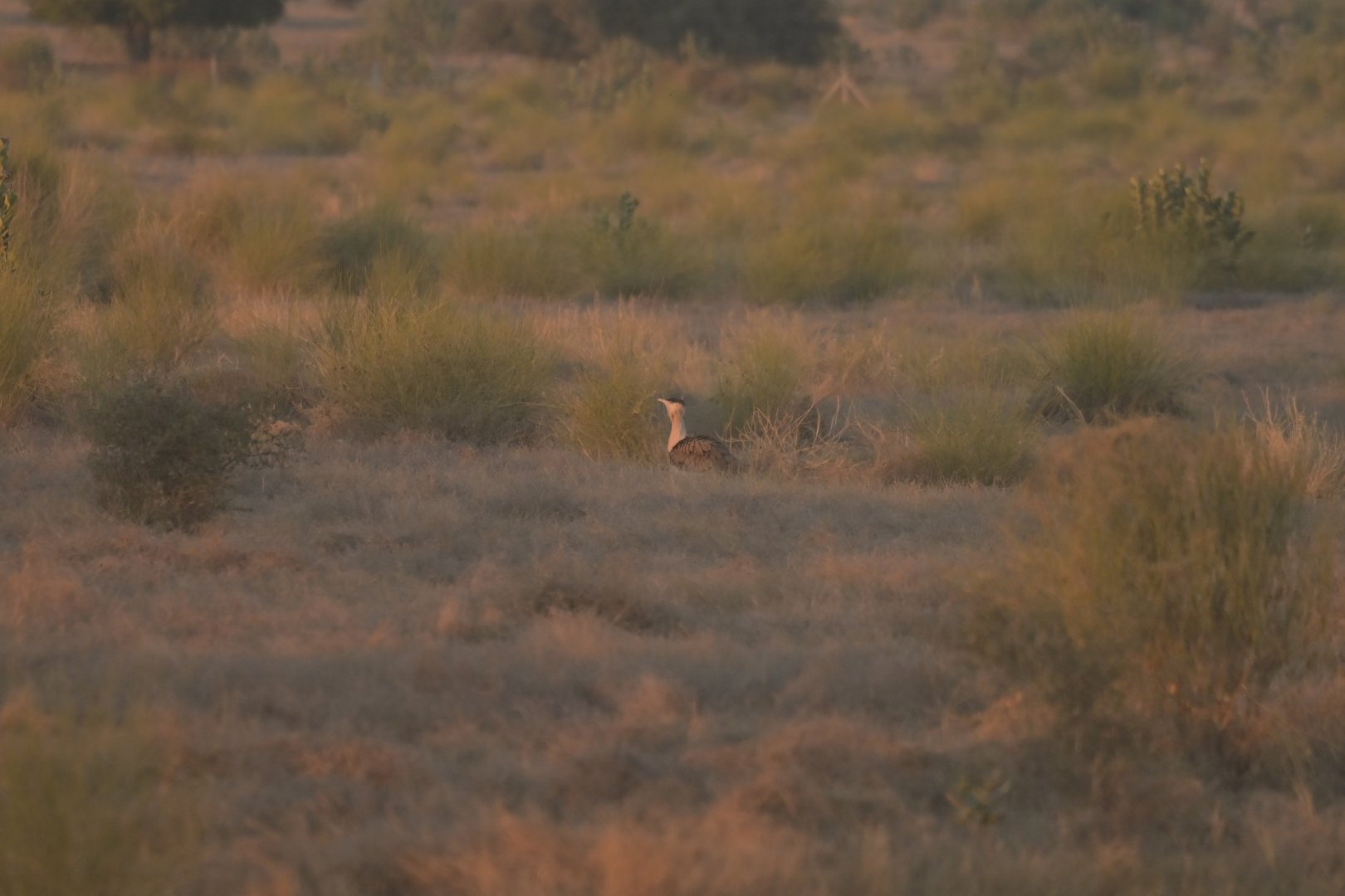 Great Indian Bustard Ardeotis nigriceps