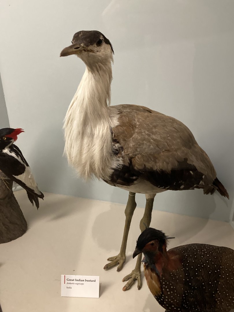 Great Indian bustard