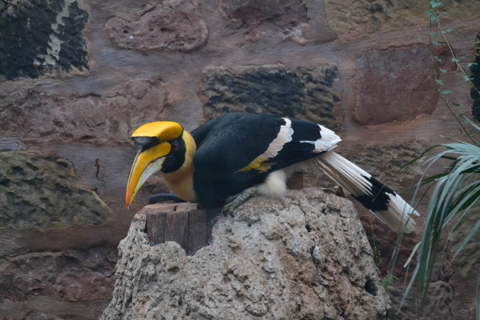 Great Indian Hornbil - March 2018