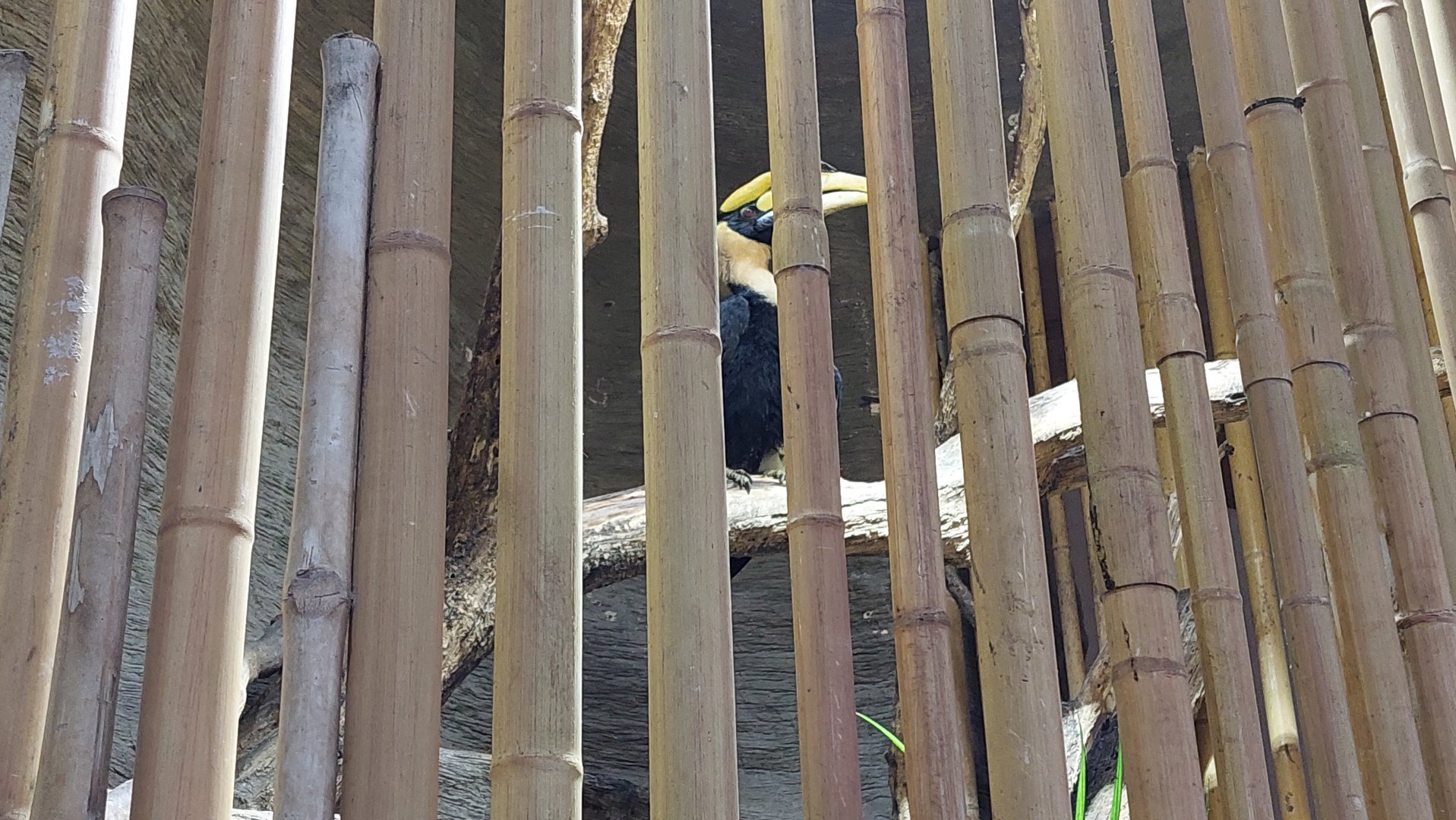 Great Indian Hornbill and Victoria Crowned Pigeon Exhibit