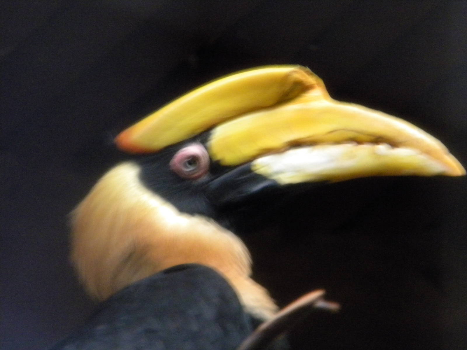 Great Indian Hornbill at Chester Zoo 19th February 2011