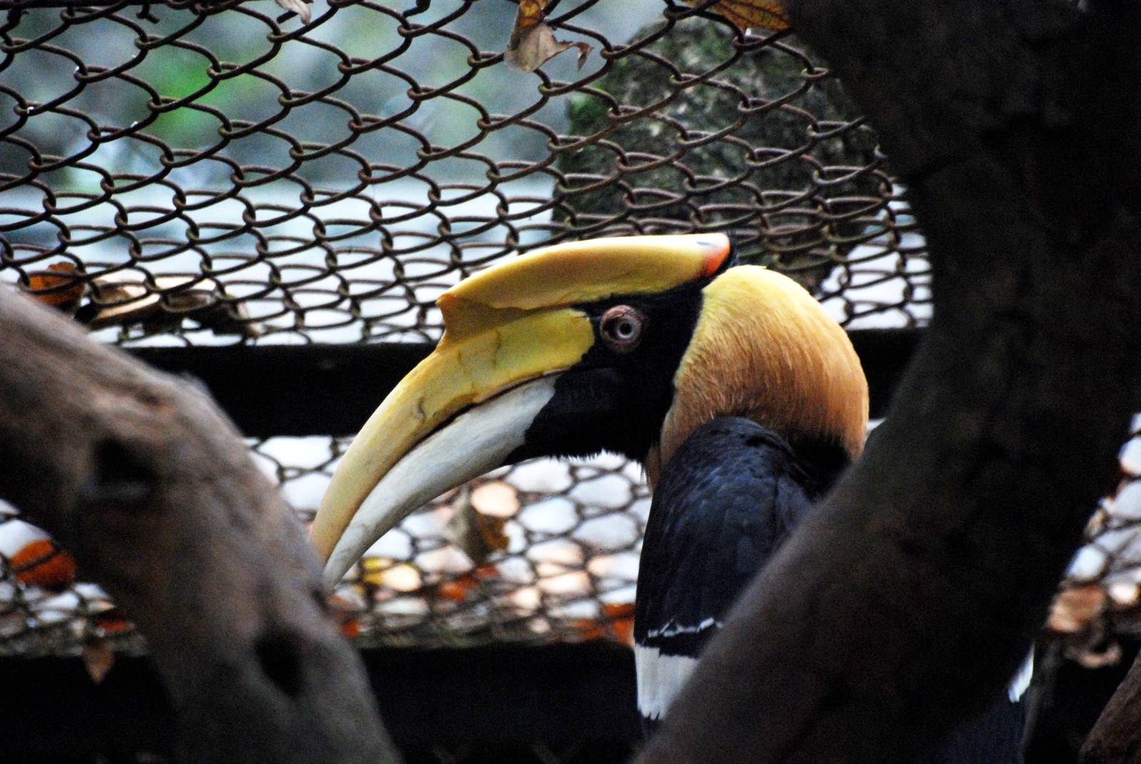 Great Indian Hornbill at Hanoi Zoo, 15/03/12